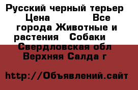 Русский черный терьер › Цена ­ 35 000 - Все города Животные и растения » Собаки   . Свердловская обл.,Верхняя Салда г.